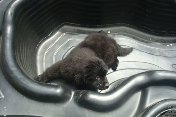 Фото: ньюфаундленд Чрезвычайная Чайн с Берега Дона (Chrezvychaynaya Chayn s Berega Dona)