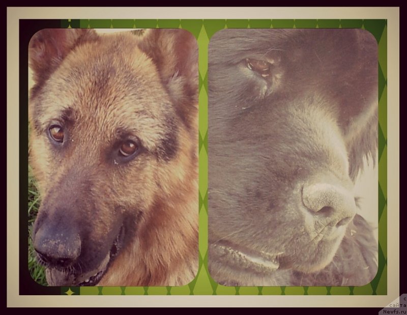 Фото: ньюфаундленд Питерньюф Монт Бланк (Piternyuf Mont Blanc), Кент