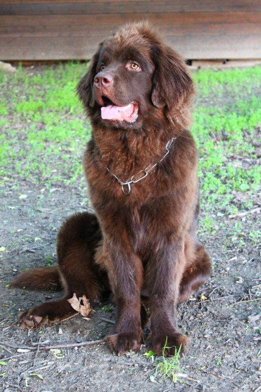 Фото: Мария Черванева, ньюфаундленд Чара Хани Лес (Chara Hani Les)