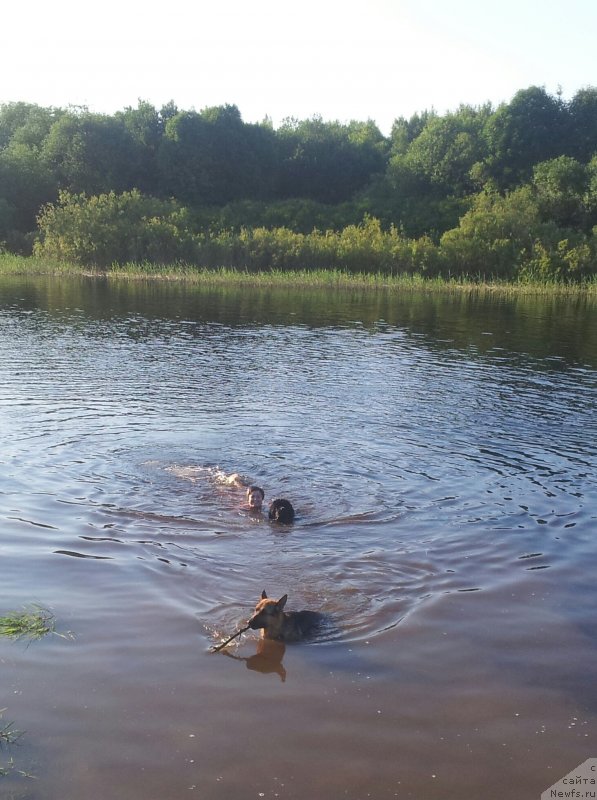 Фото: ньюфаундленд Питерньюф Монт Бланк (Piternyuf Mont Blanc)