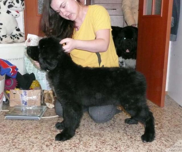 Фото: ньюфаундленд Сибирочка Супер Стар
