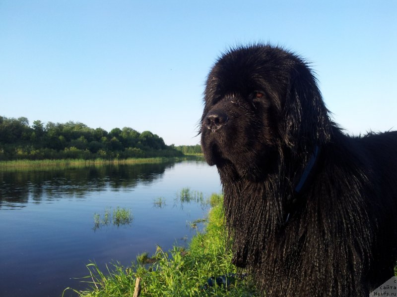 Фото: ньюфаундленд Питерньюф Монт Бланк (Piternyuf Mont Blanc)