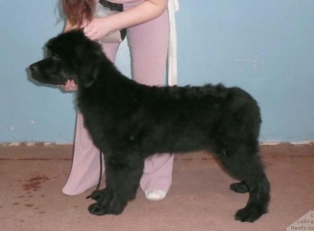 Фото: ньюфаундленд Сиа Кинг