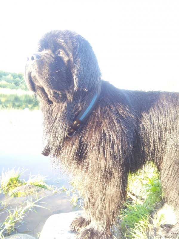 Фото: ньюфаундленд Питерньюф Монт Бланк (Piternyuf Mont Blanc)