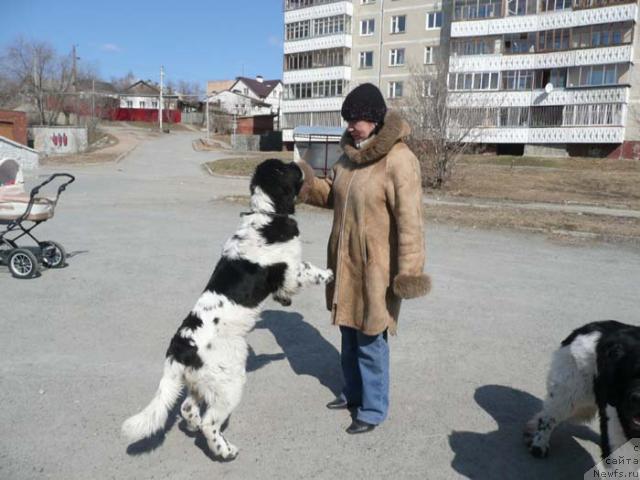 Фото: ньюфаундленд Плюшевая Панда Ла Белла