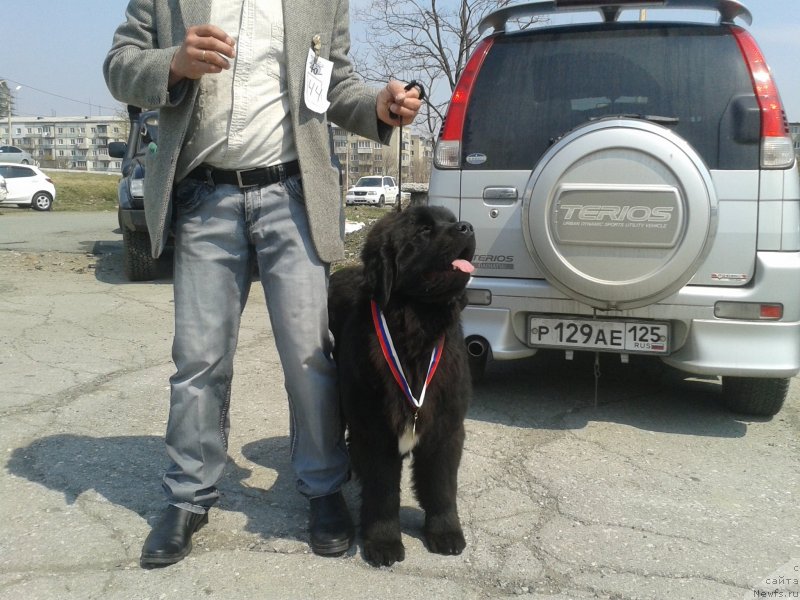 Фото: ньюфаундленд Супер Премиум Мерлин Монро