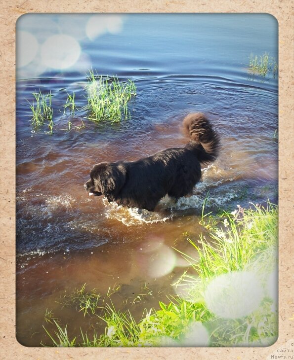 Фото: ньюфаундленд Питерньюф Монт Бланк (Piternyuf Mont Blanc)