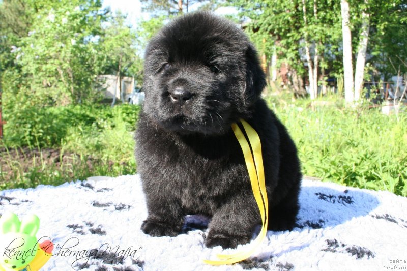 Фотография № 126941