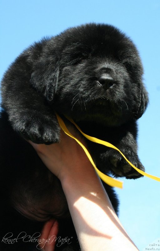 Фотография № 126947