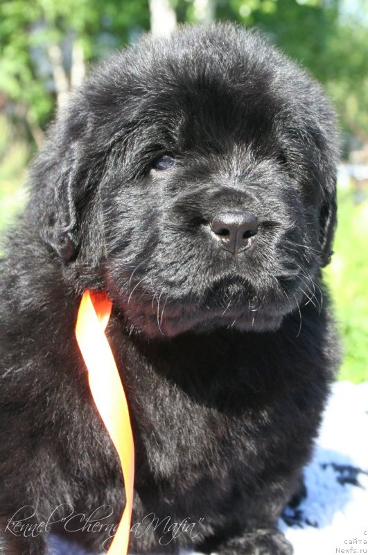 Фотография № 126954