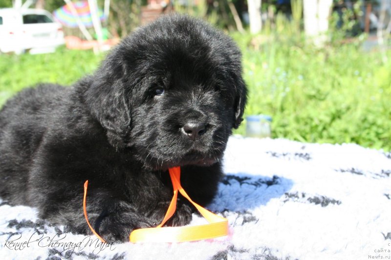 Фотография № 126955