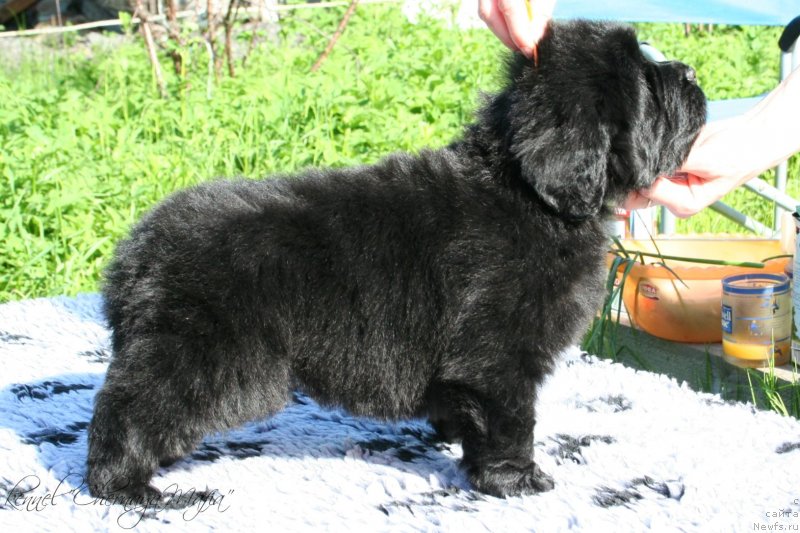 Фотография № 126959