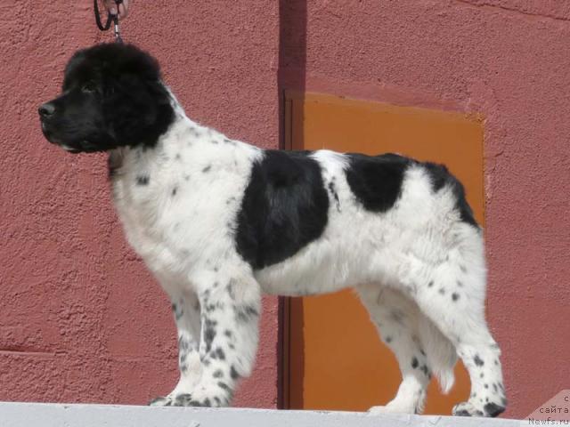 Фото: ньюфаундленд Плюшевая Панда Ла Белла