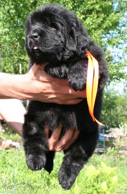 Фотография № 126960