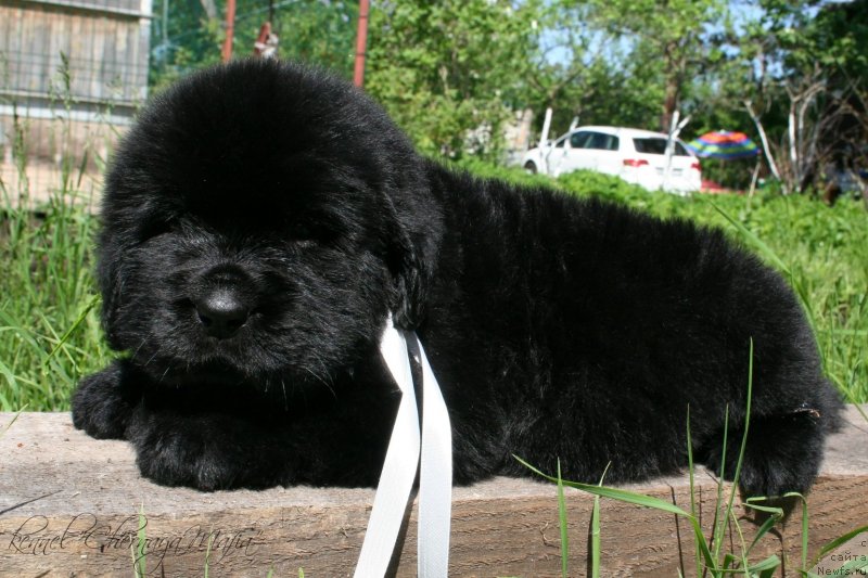 Фотография № 126964