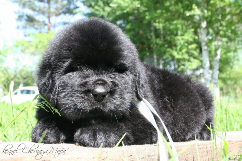 Фотография № 126966