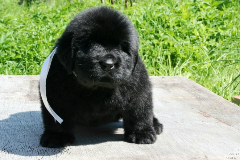 Фотография № 126967