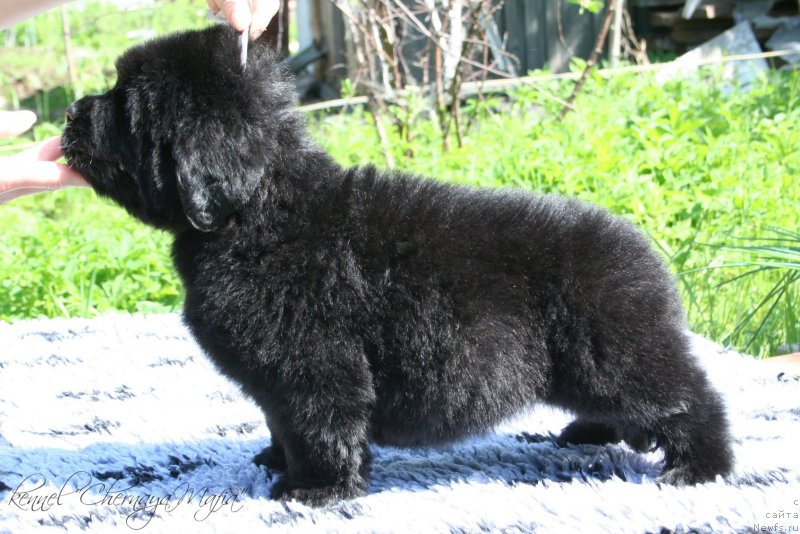 Фото: ньюфаундленд Черная Мафия Маубе Ше Вилл (Chernaya Mafia Maybe She Will)