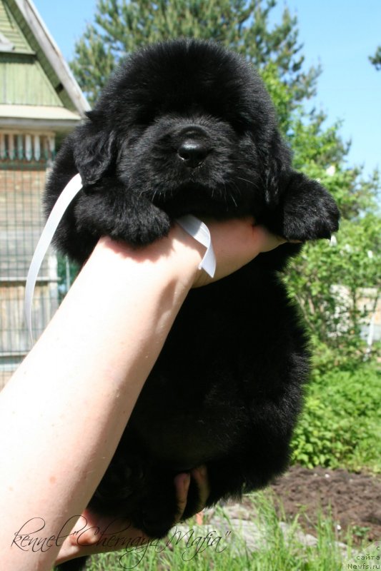 Фотография № 126973