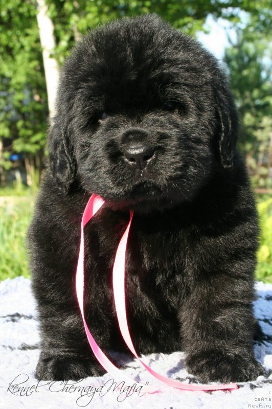 Фотография № 126976