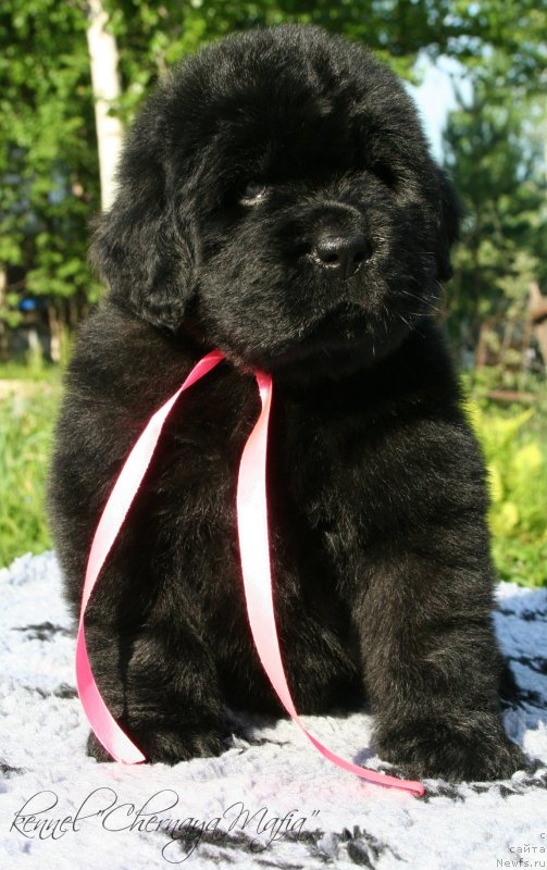 Фотография № 126977