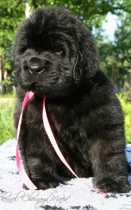 Фотография № 126978