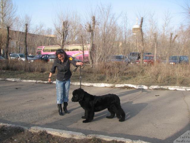 Фото: ньюфаундленд Рокот Волны Варга Кара Аюлар (Rokot Volny Varga Kara Ayular), Аселя