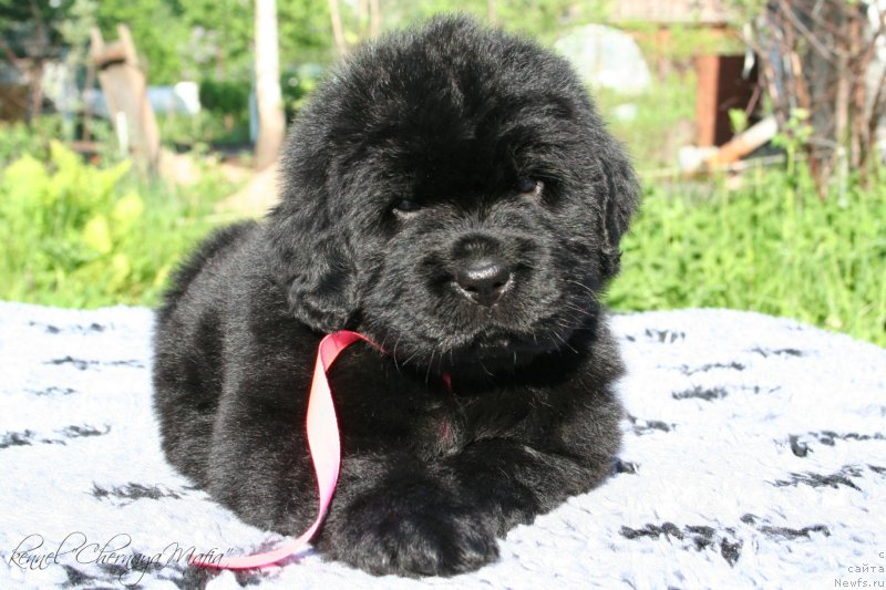 Фотография № 126982