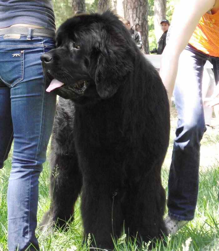 Фото: ньюфаундленд Tsvetnoj Son Kas Bolshoj Malysh