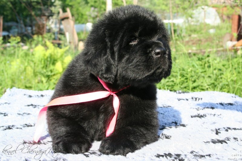 Фото: ньюфаундленд Черная Мафия Маке Тхе Мост оф Нов (Chernaya Mafia Make the Most of Now)