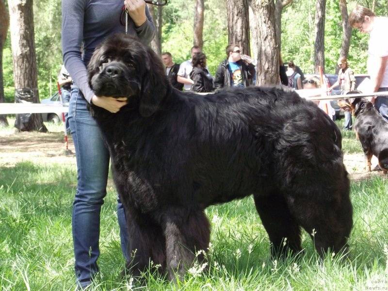 Фото: ньюфаундленд Tsvetnoj Son Kas Bolshoj Malysh