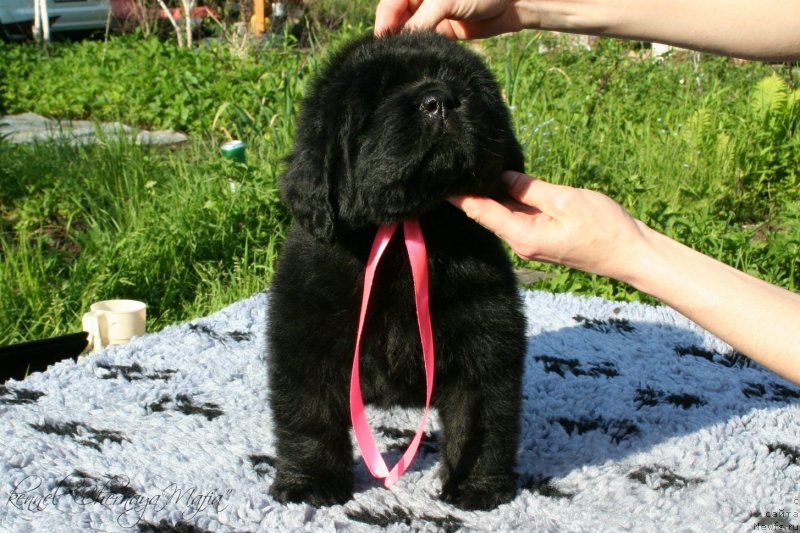 Фото: ньюфаундленд Черная Мафия Маке Тхе Мост оф Нов (Chernaya Mafia Make the Most of Now)