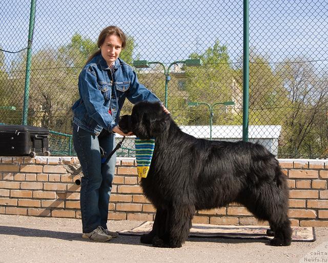 Фото: Надежда Момот, ньюфаундленд Юган с Тоянова Городка (Ygan s Toyanova Gorodka)