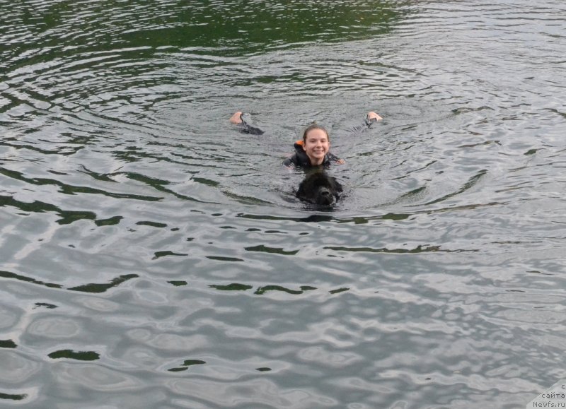 Фото: ньюфаундленд Мэджикал Оушен Евдокия, Татьяна