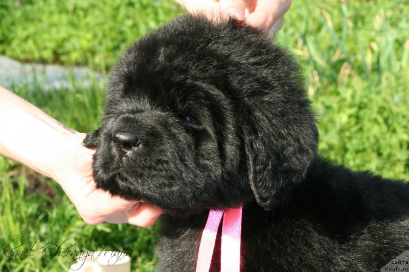 Фотография № 126993