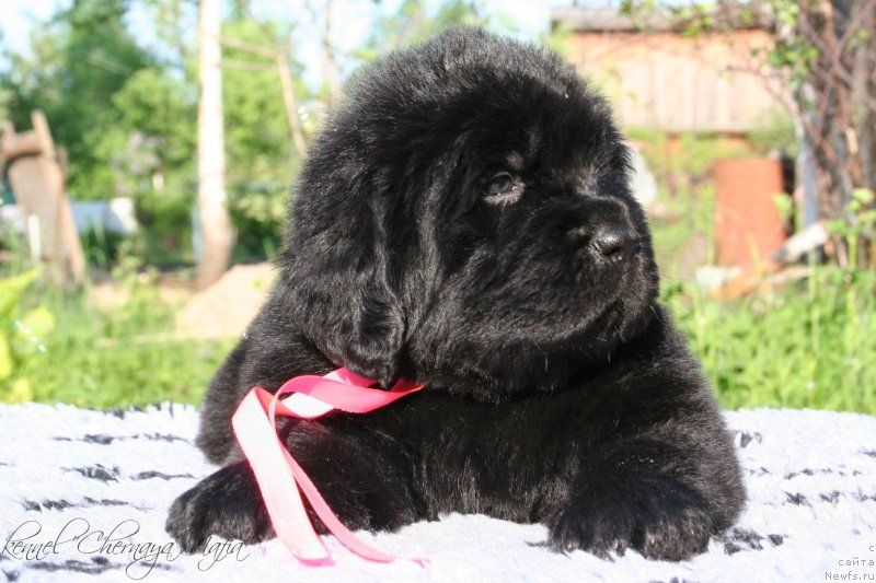 Фотография № 126995