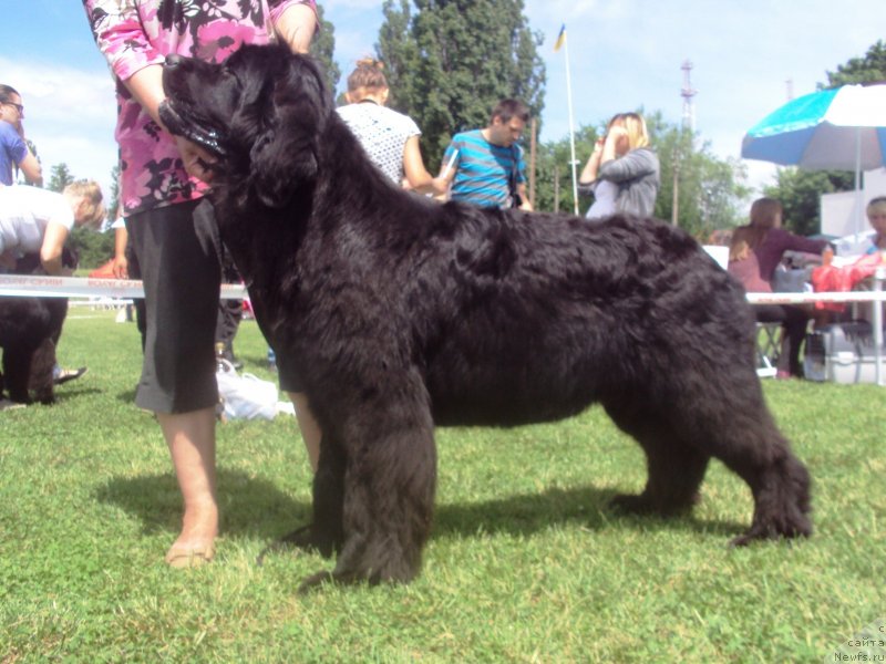 Фото: ньюфаундленд Tsukatochka Alisha Bolshoj Malysh