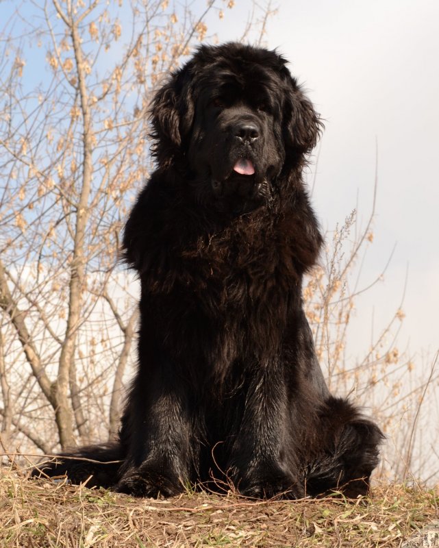 Фото: ньюфаундленд Мэджикал Оушен Евдокия
