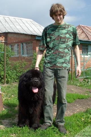 Фото: ньюфаундленд Великий Медведь Бегущий по Волнам, Евгений Ненаглядов