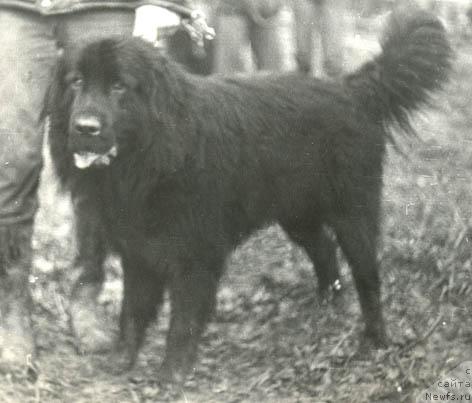 Фото: ньюфаундленд Денди