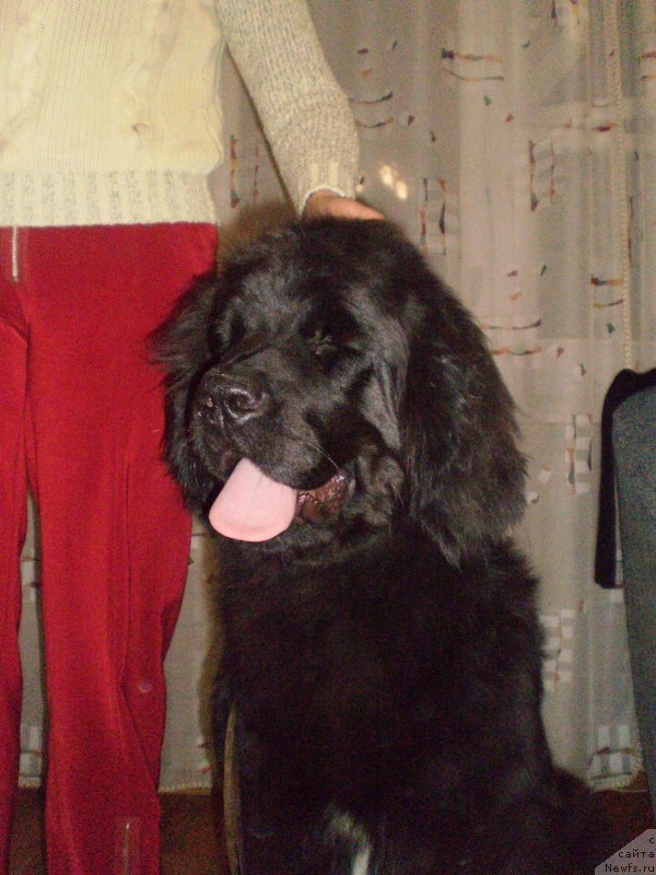 Фото: ньюфаундленд Tsennaya Shtuchka Zaan Bolshoj Malysh