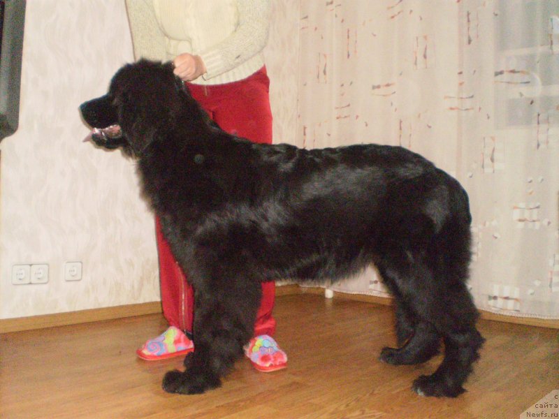 Фото: ньюфаундленд Tsennaya Shtuchka Zaan Bolshoj Malysh