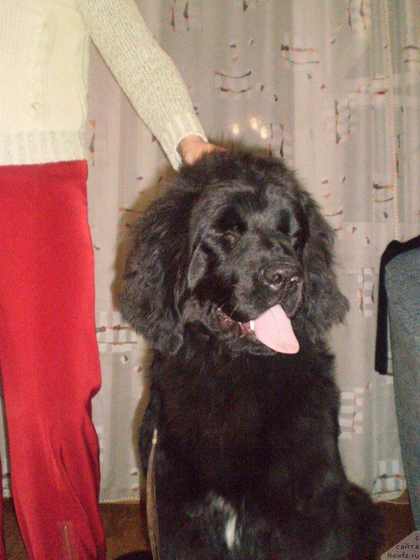 Фото: ньюфаундленд Tsennaya Shtuchka Zaan Bolshoj Malysh