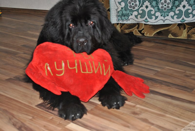 Фото: ньюфаундленд Tsentral'nyj Zaschitnik Halk Bolshoj Malysh