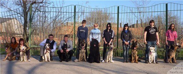 Фото: ньюфаундленд Tselitel Dushi Din Bolshoj Malysh