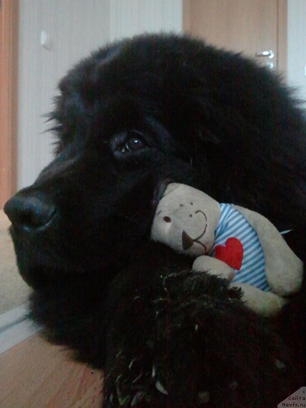 Фото: ньюфаундленд Фанньюф Гендальф Грейт