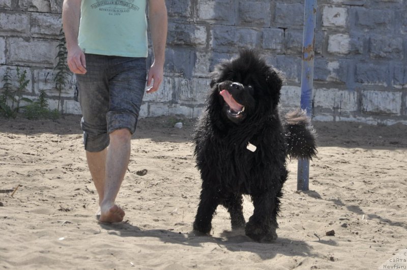 Фото: ньюфаундленд Сказочная Кроха Нериан