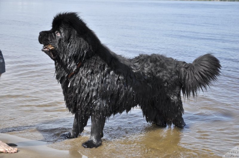 Фото: ньюфаундленд Сказочная Кроха Нериан