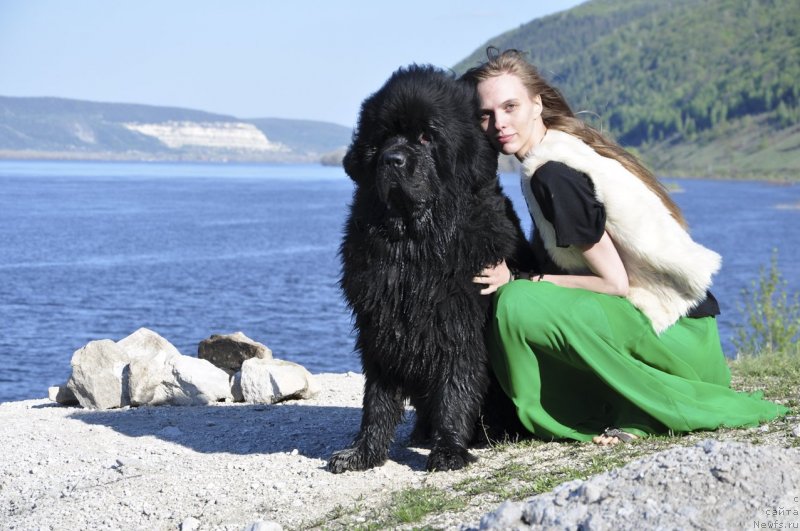 Фото: ньюфаундленд Сказочная Кроха Нериан