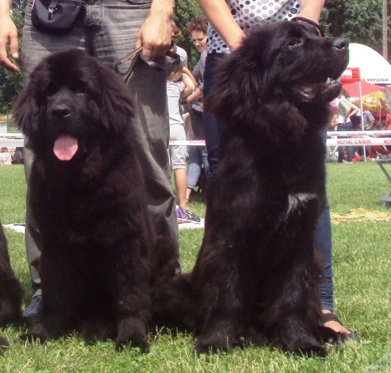 Фото: ньюфаундленд Big Sky Bear Brezza Di Mare